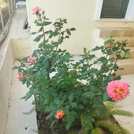 Oasis Maisonette *